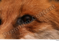  Red fox eye 0004.jpg